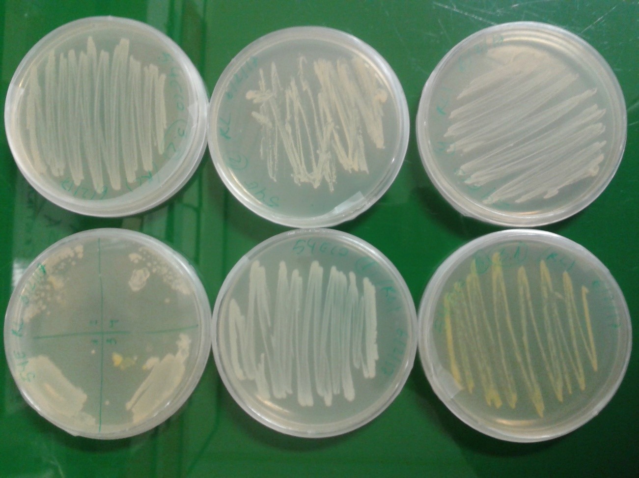 Bacterias aisladas de nódulos de plantas de alubia crecidas en campo en condiciones de secano