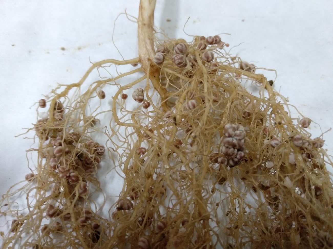 Nódulos presentes en una raíz de phaseolus vulgaris